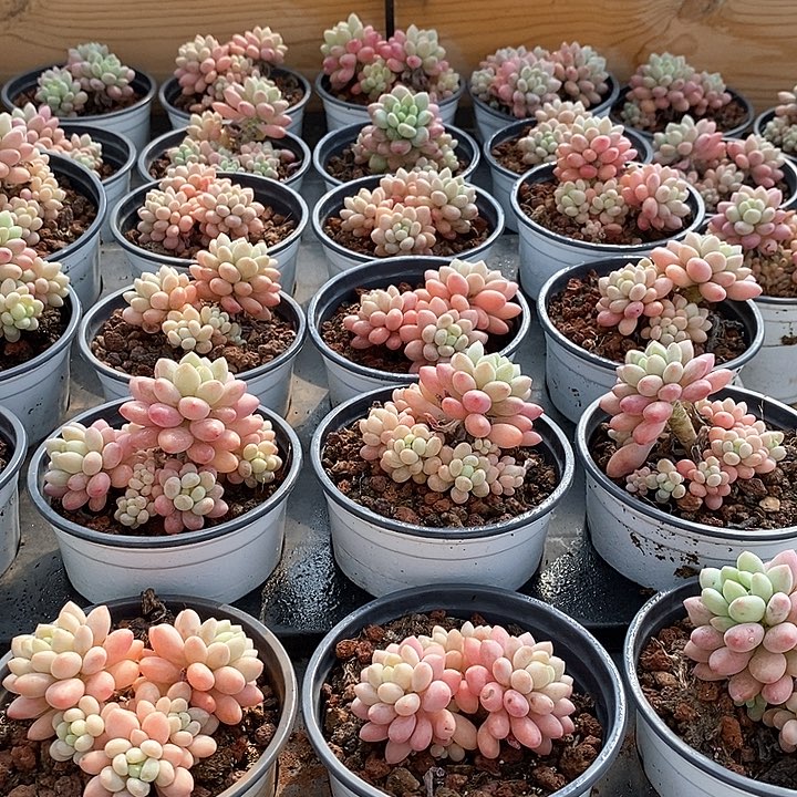 24鱼子酱 群生 福利多多