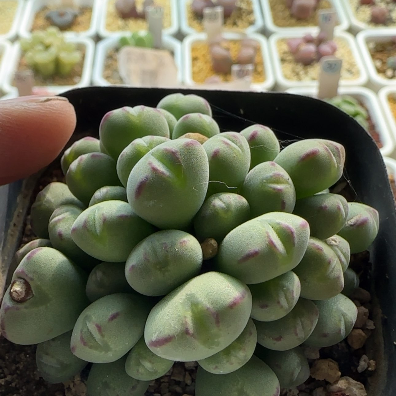 【闪购商品】0514毛将杂群今年还有机会开花