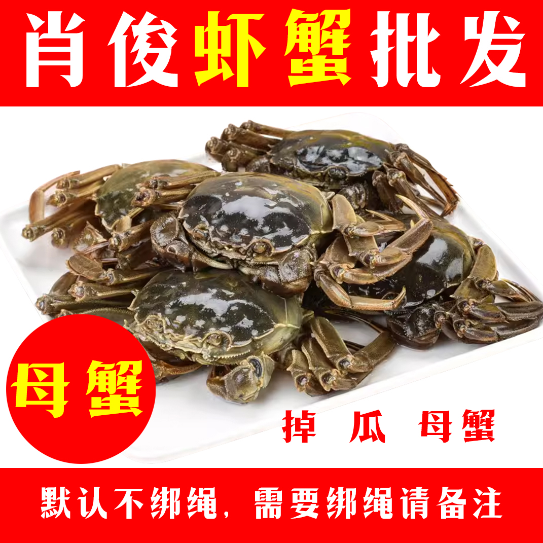 【活蟹现发】掉瓜大闸蟹母蟹（单只2-3两）小时达