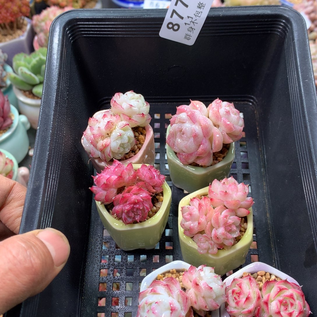 黃***鑫精控拇指盆1.1877