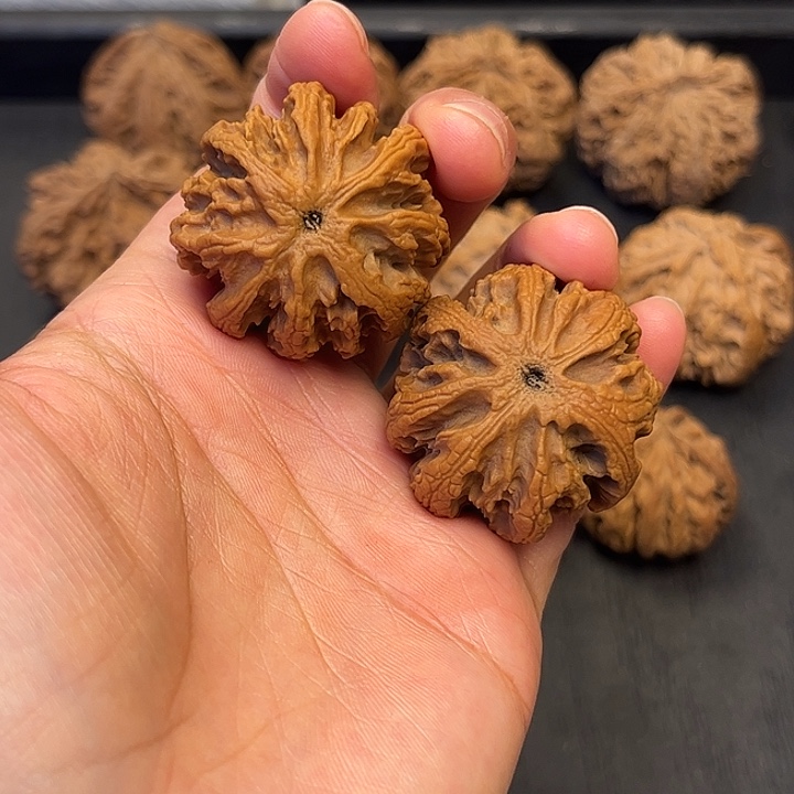 核桃秦岭突突突突突突突8
