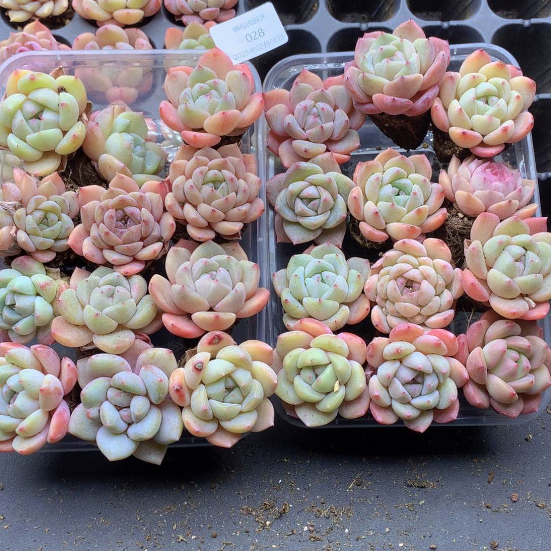 反反复复还是很开心028