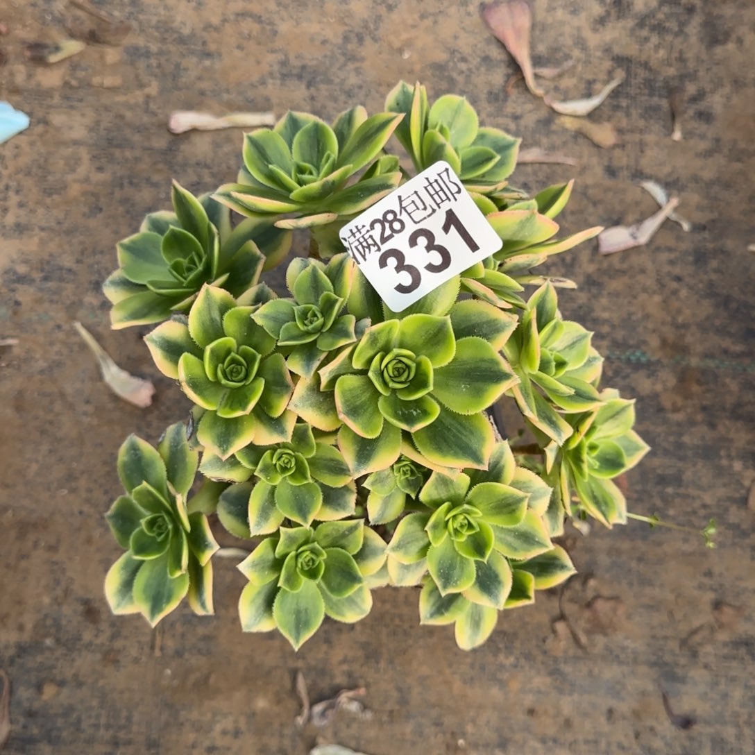 星爆多肉331满28包邮断枝不包