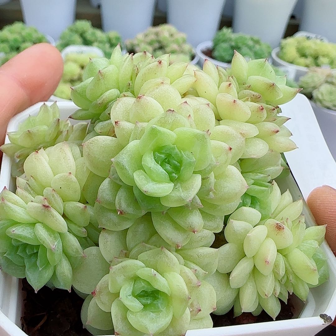 【闪购商品】0526-32花朵麦杆