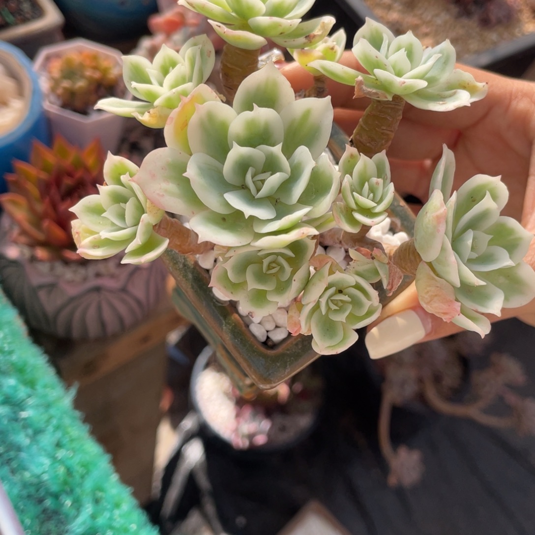 多肉植物盆栽多肉植物