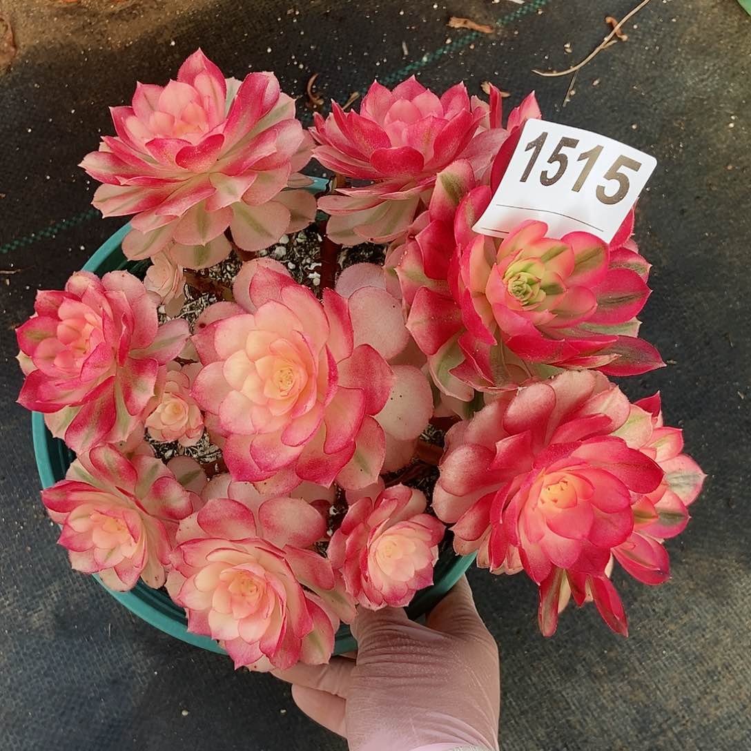 红陶1515倾城4冠服20