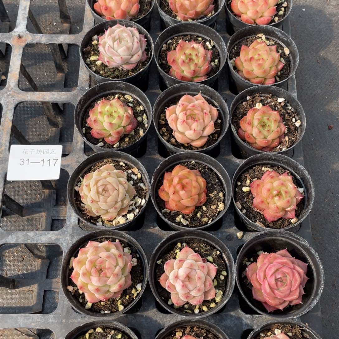 一物一拍18颗31-117