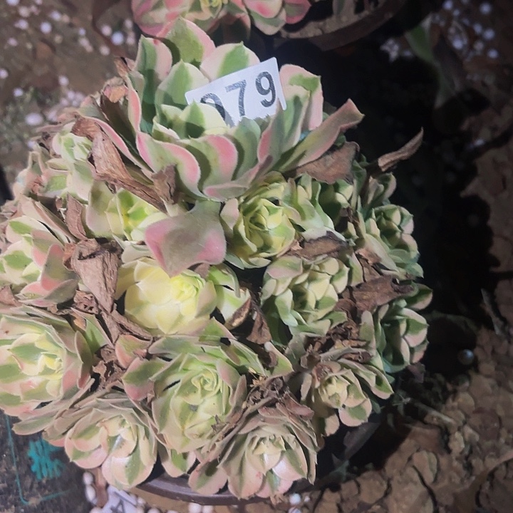 979女郎多肉植物不售后