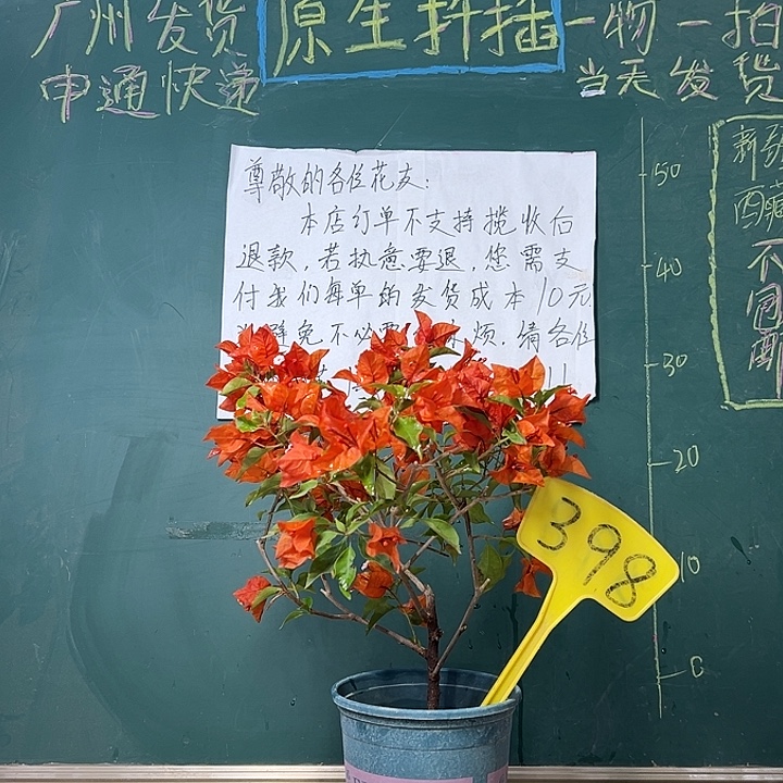 完全开放   热火桑巴 398