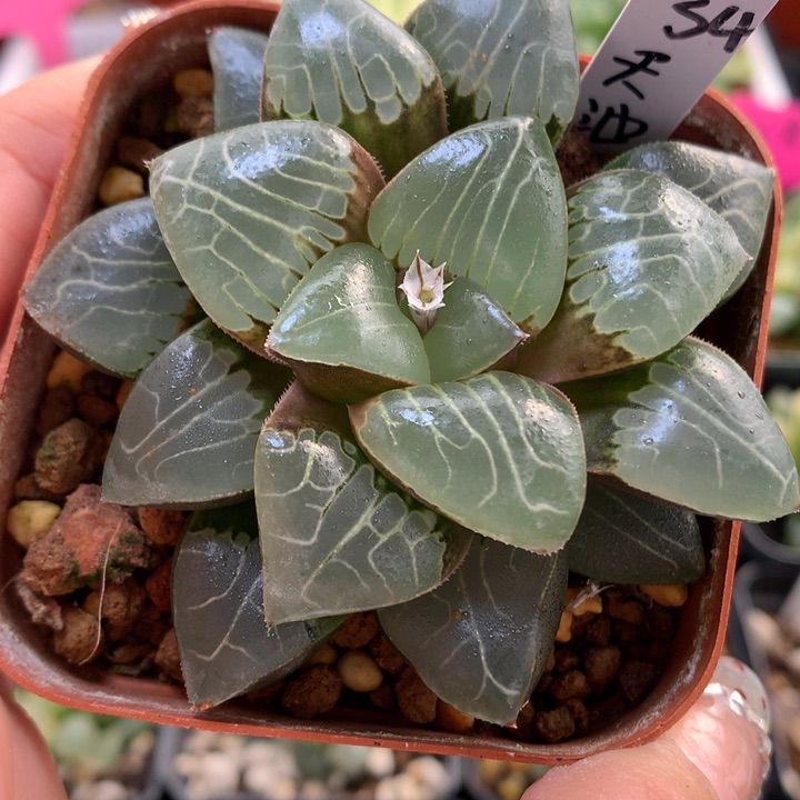 天池克带盆土发货