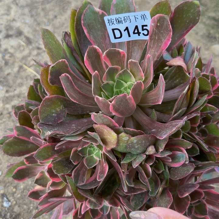 145浣纱多肉植物