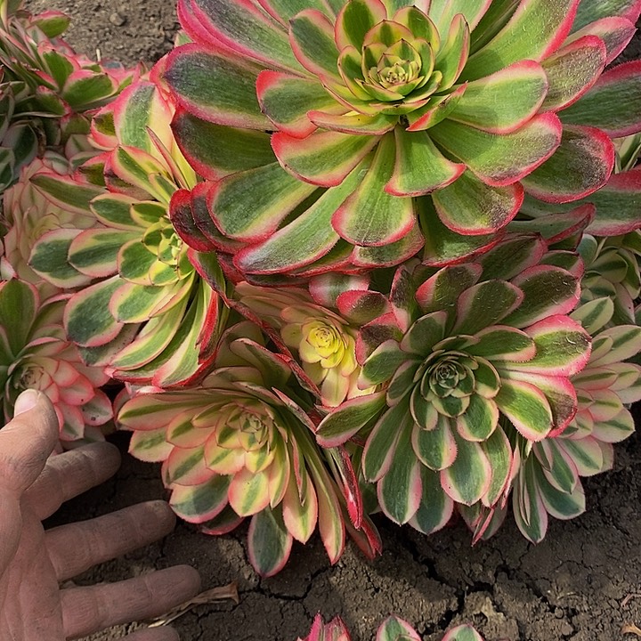 多肉荔枝861多肉