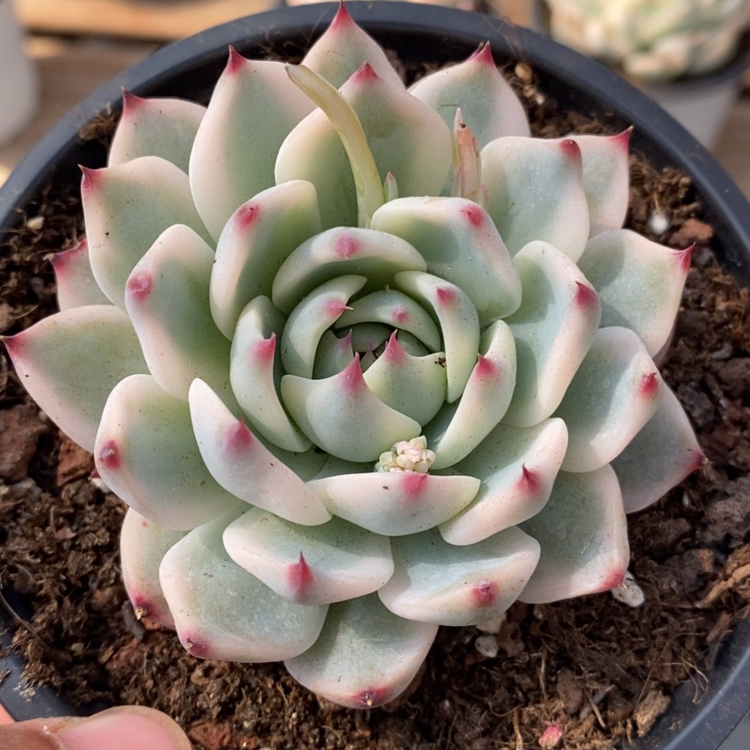 吉娃娃锦多肉植物33号