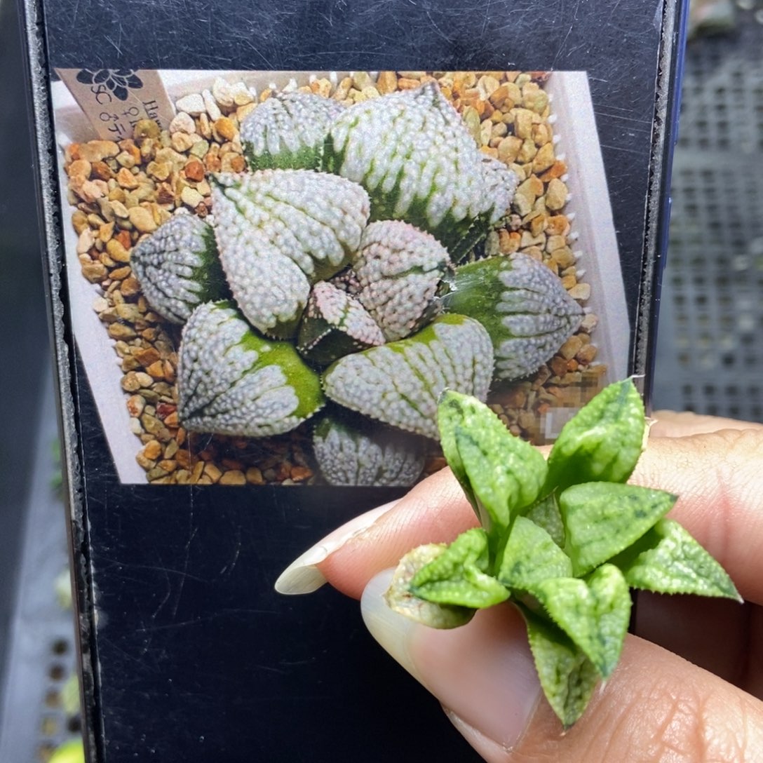 是是是是是是是是是寿