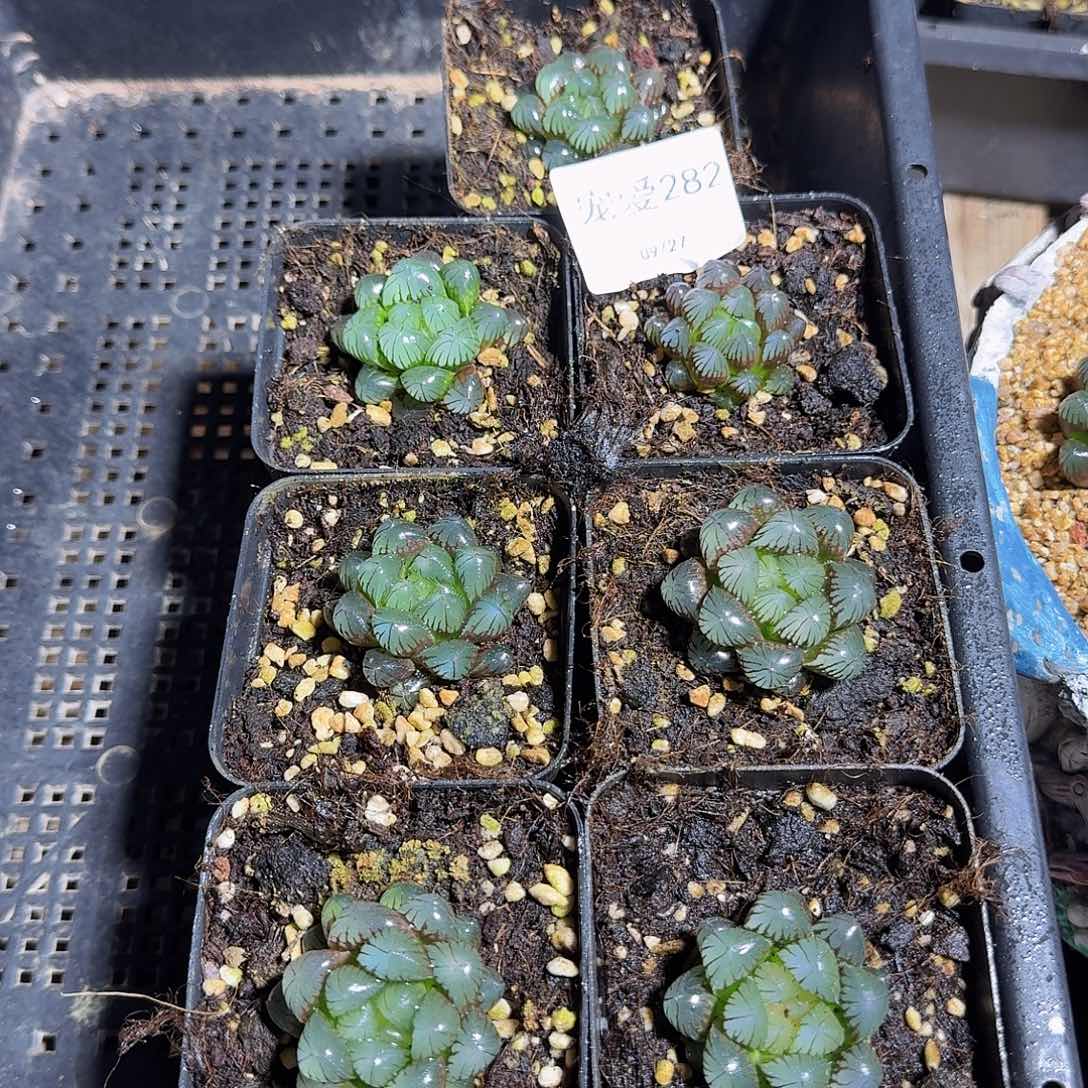 直播福利一物一拍282
