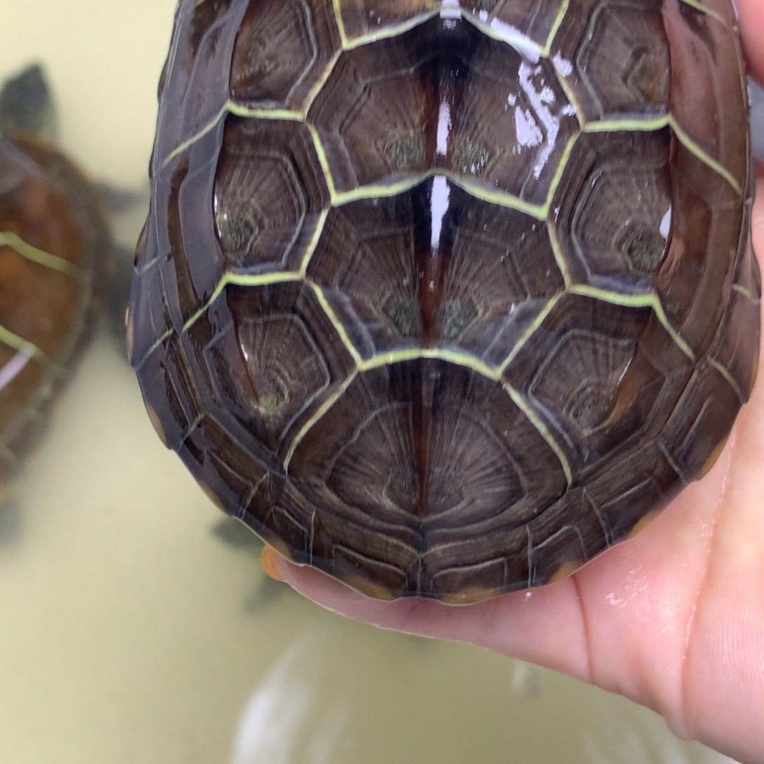 绿毛龟母中华草龟不分公母