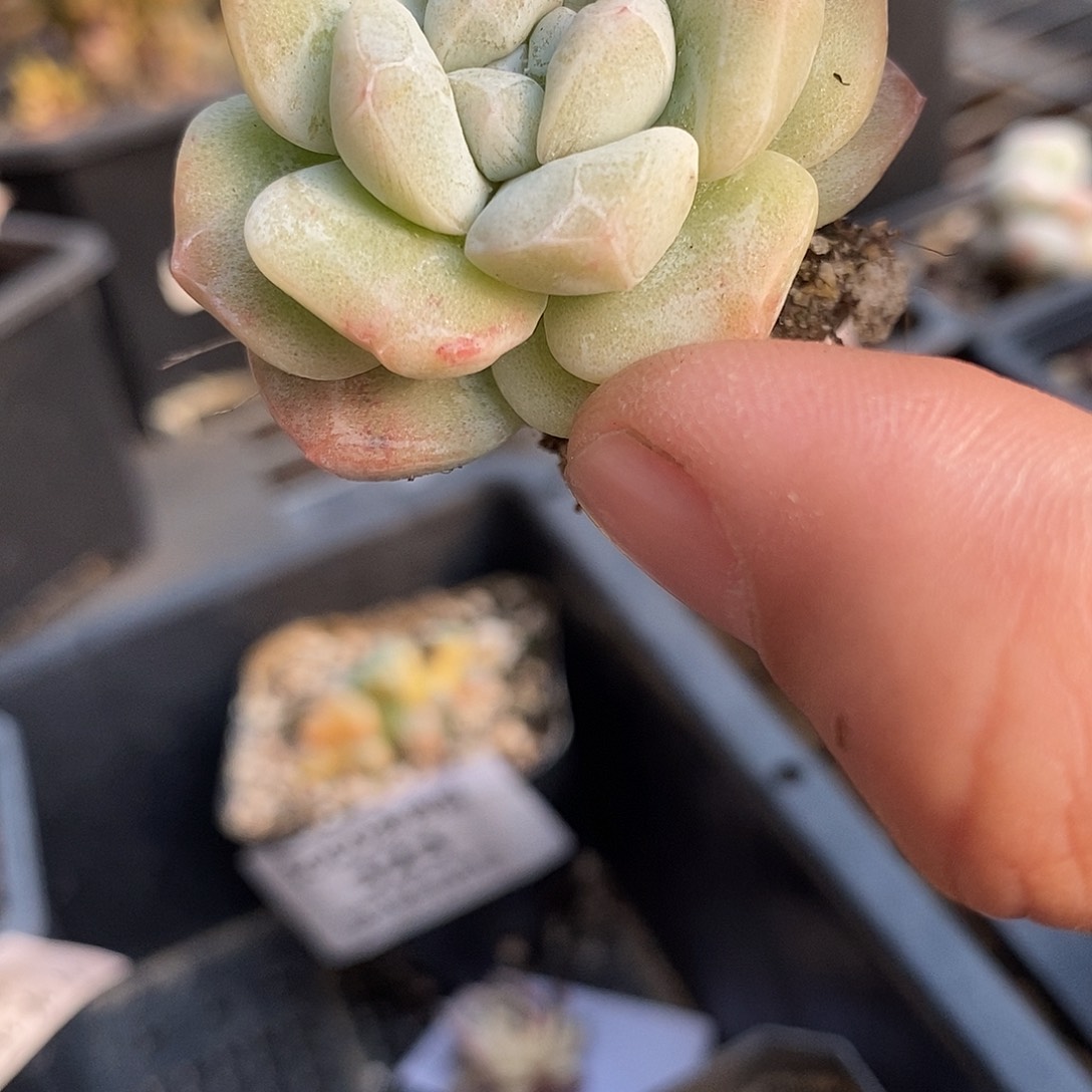 65冰玉石化锦多肉植物哇啦塞