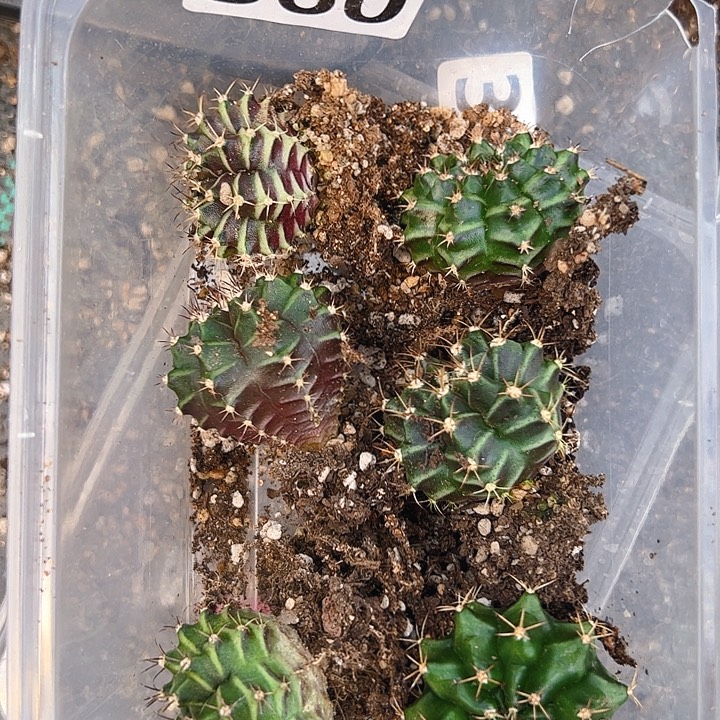 当前无花栽培后可以开花360