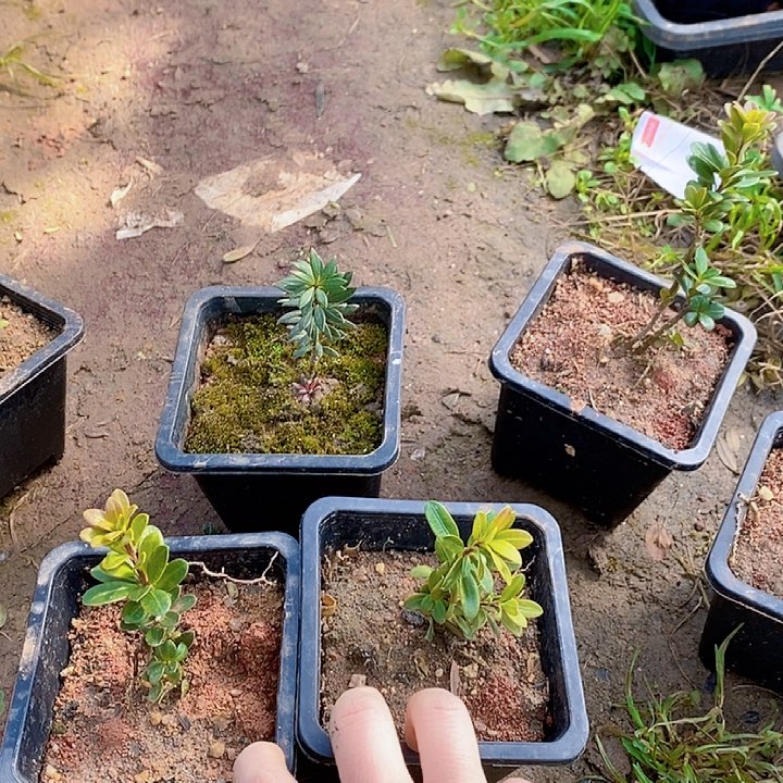 ༽****༼罗汉松鲜花绿植