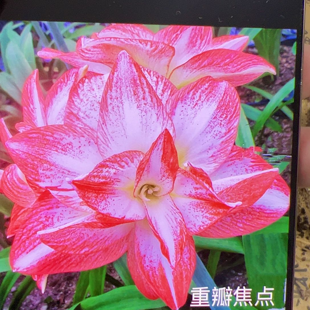 朱顶红重瓣焦点6cm+