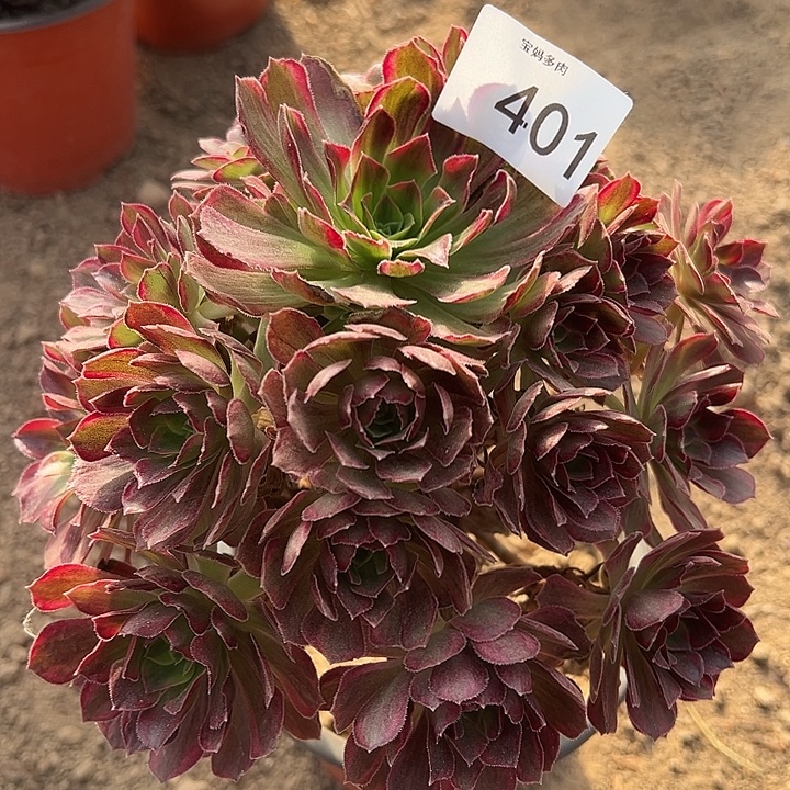 安娜一棵一物一拍401号脱土裸根