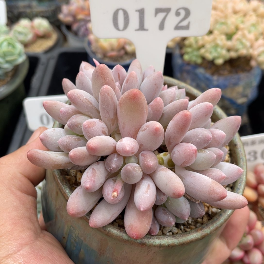 0172星星美人不带盆10厘米