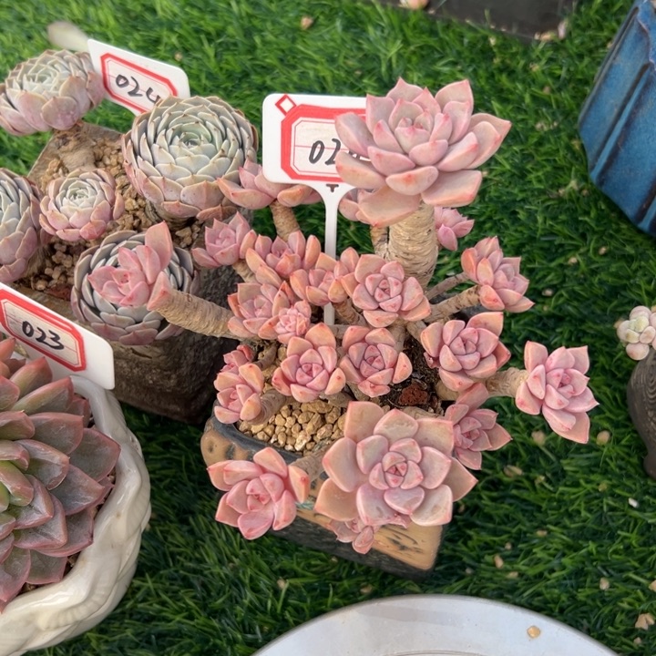 一****A026红粉佳人一物一拍29