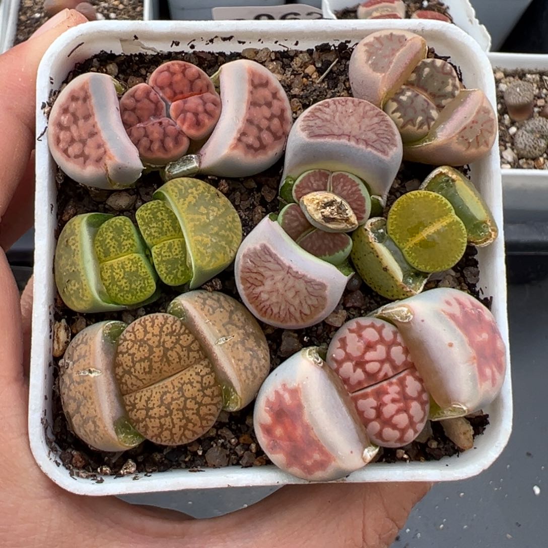 2.2好看的多肉a080