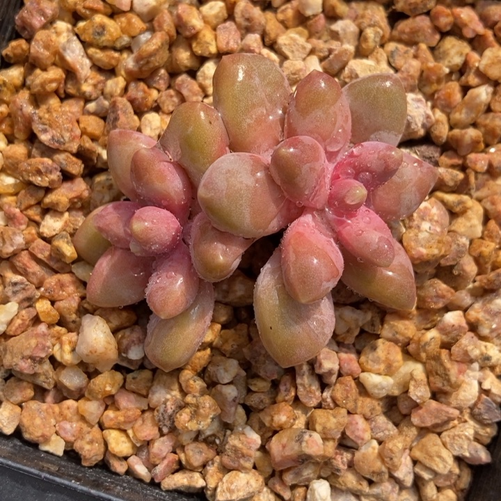 丽莎花园多肉植物