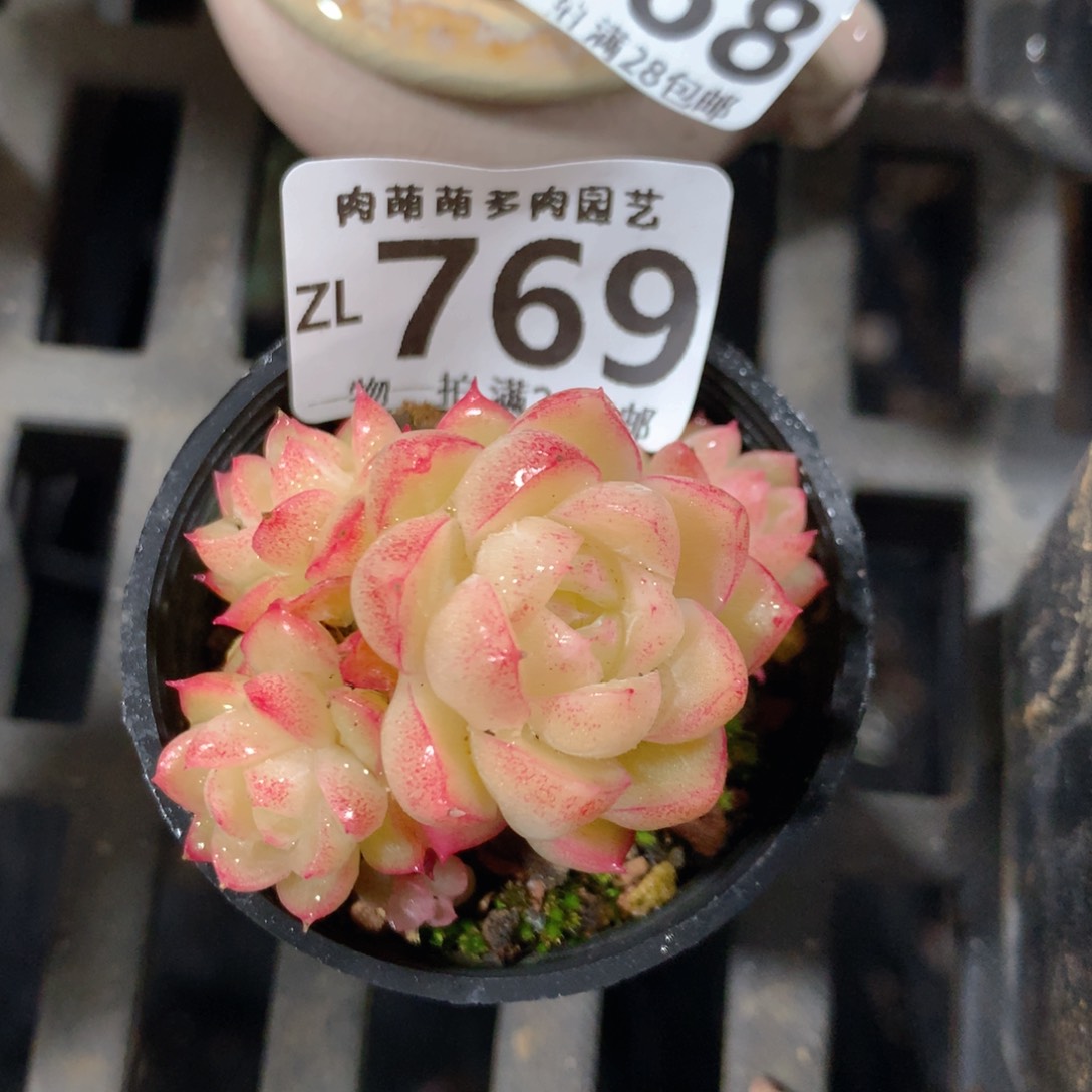 5CM拇指盆精控多肉ZL769