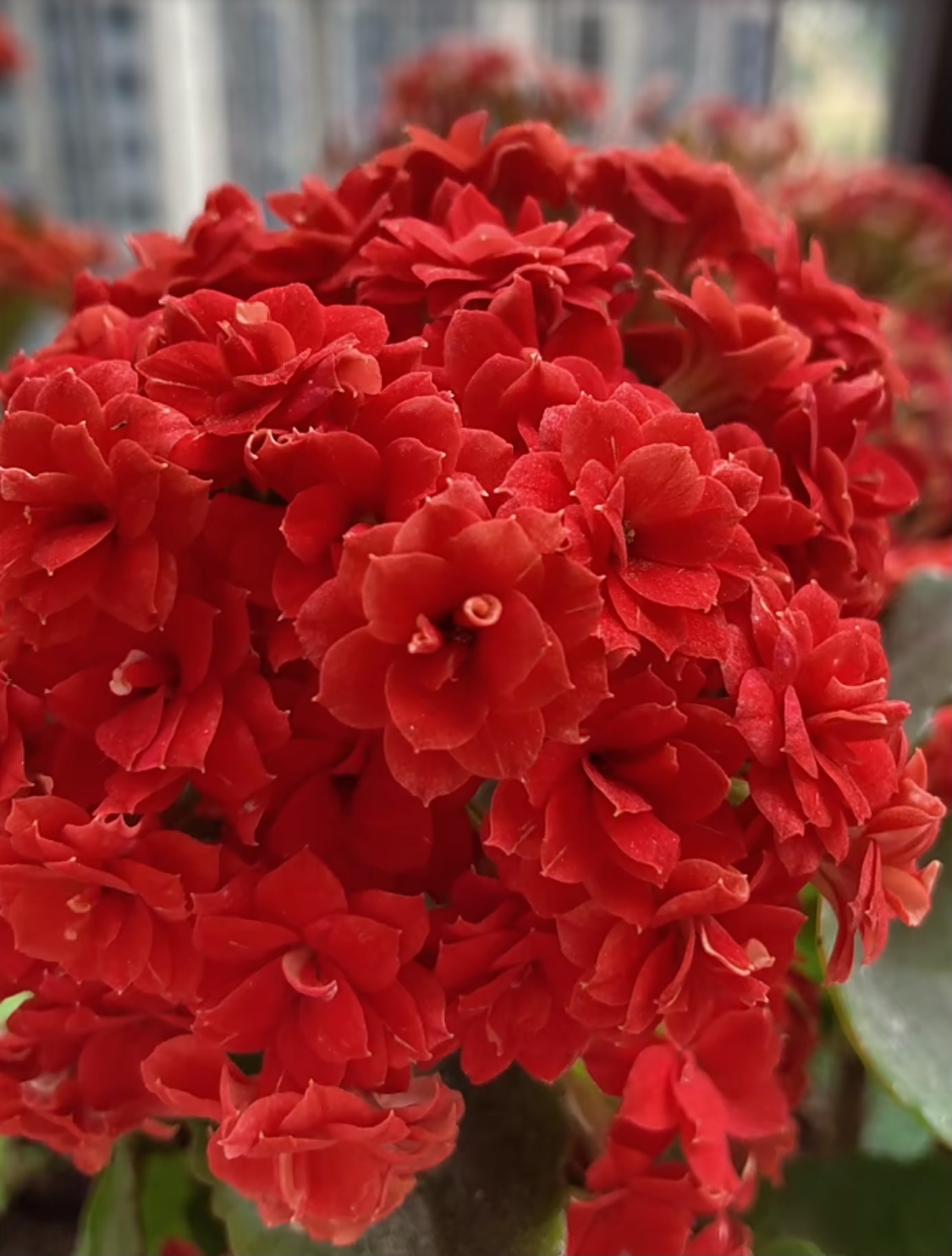 （火狐狸120盆）红色勤花品种 一代种苗基地直发 新手入门长寿花