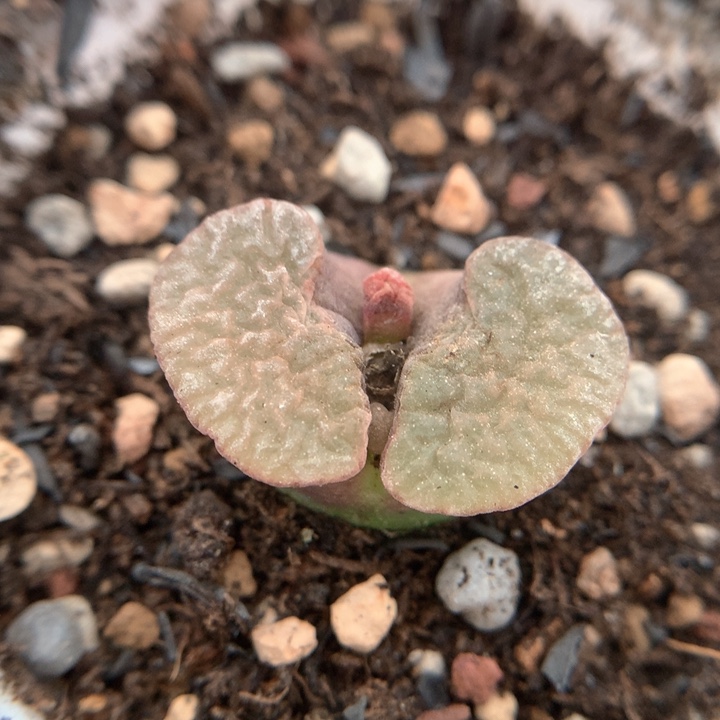 美磁铁 肉锥植物