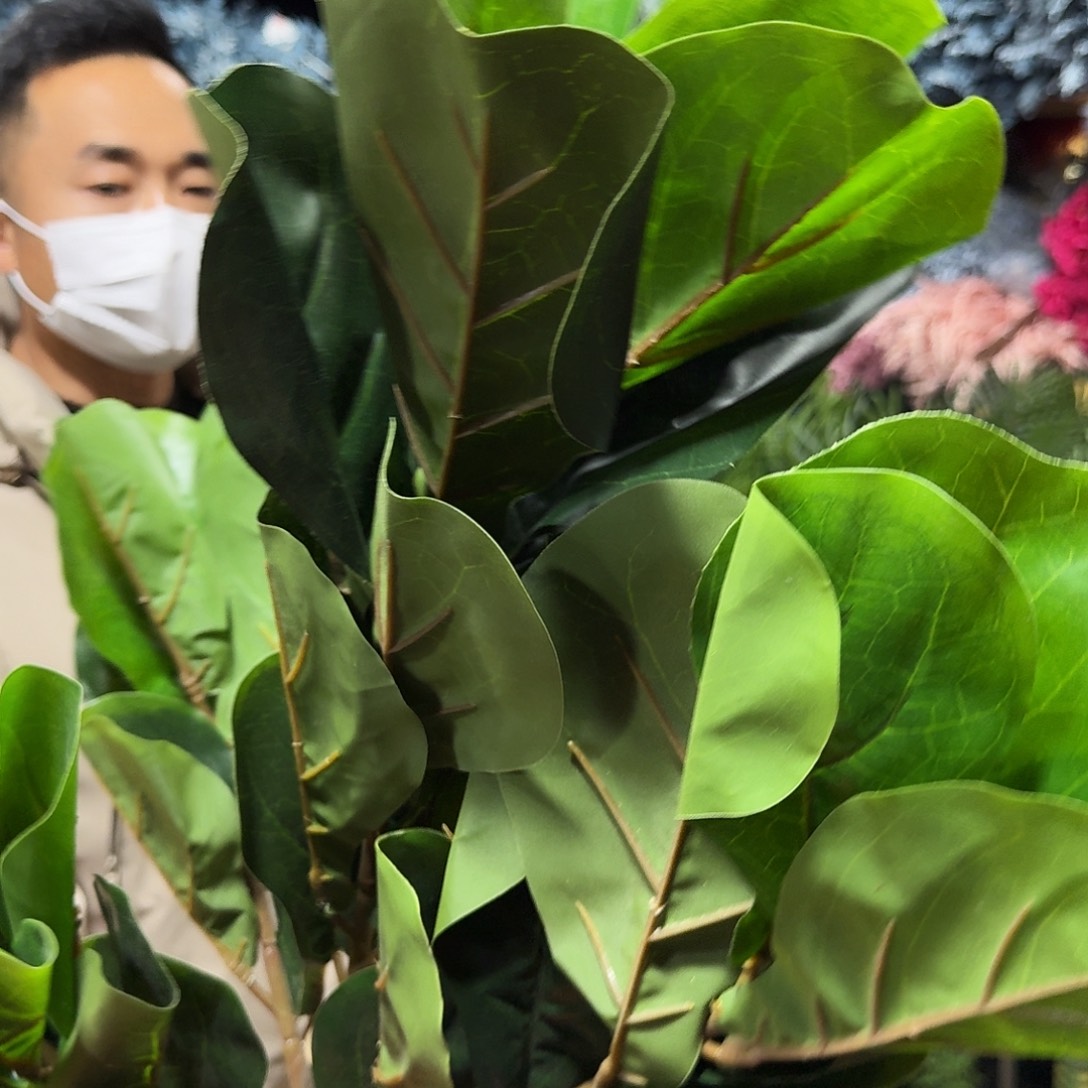 521号绿植大颗2颗