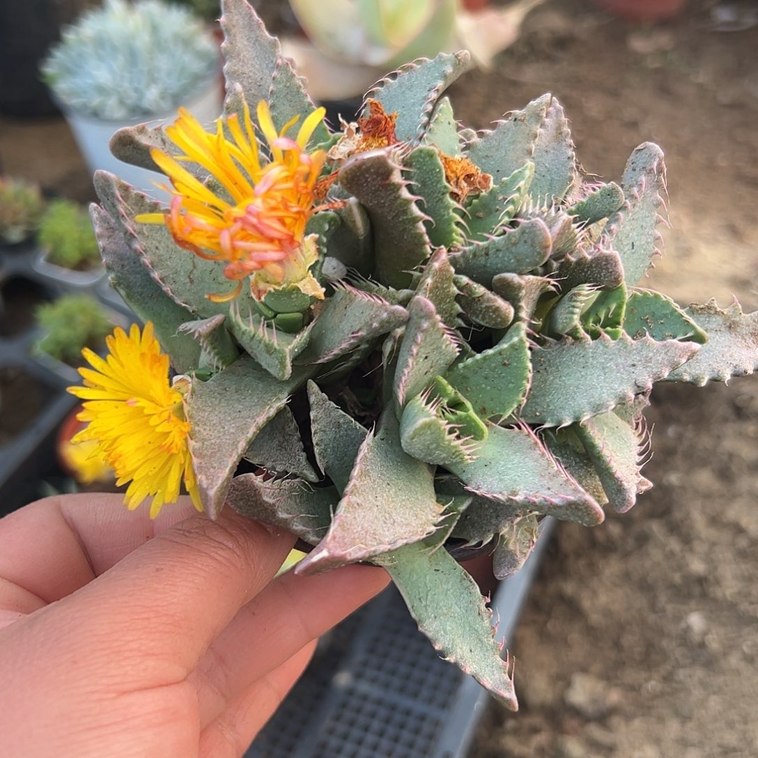 多肉植物怒涛开花