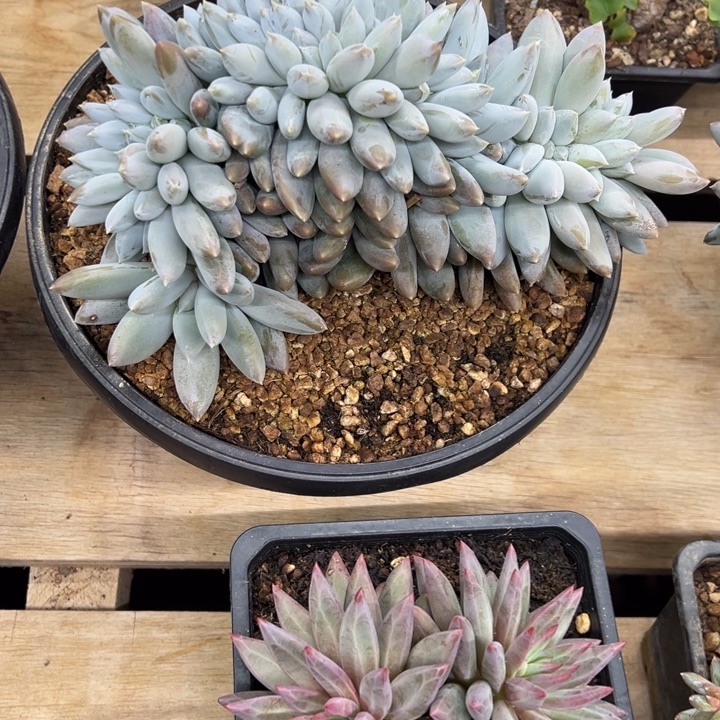 哥特萝莉 阿松多肉