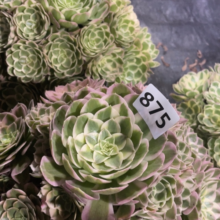 艳***852，875号，孔雀翎，海王多肉植物