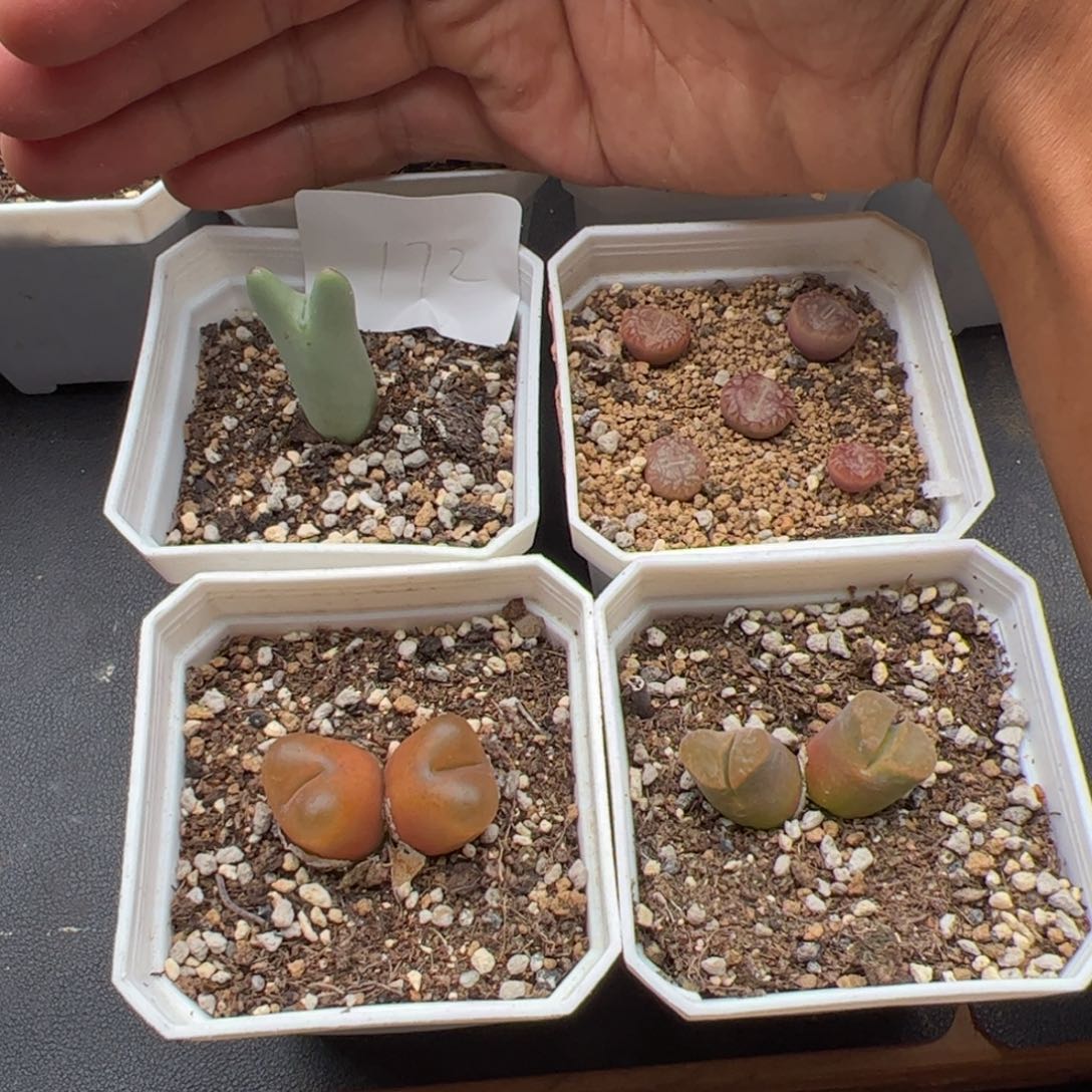 9.23福利多肉植物组合172