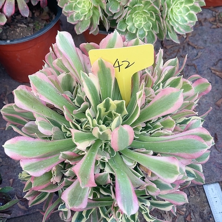 42一颗白凤法师多肉