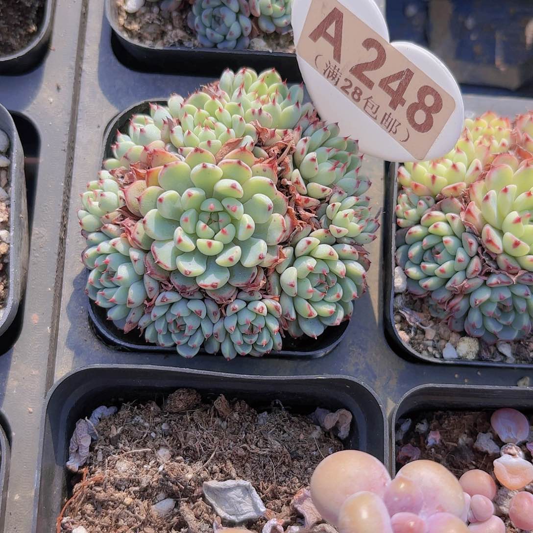 A248小红衣一物一拍