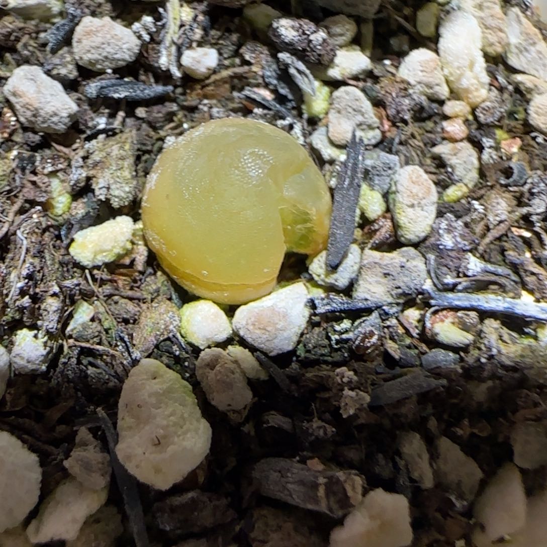 肉锥多肉植物百科-哈默有疤958