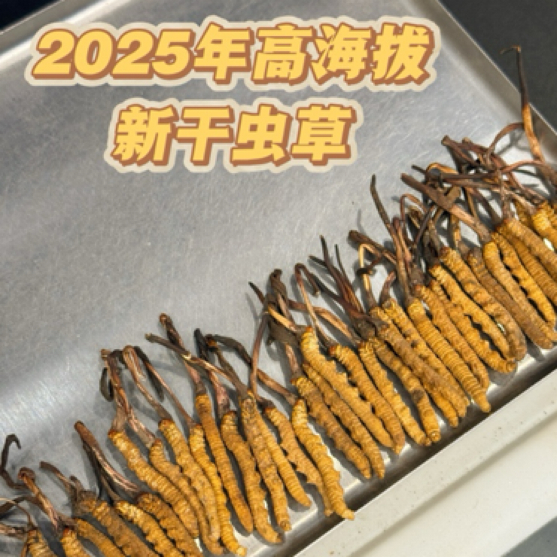 【女人帮章姐】2025年新干虫草 4根/克