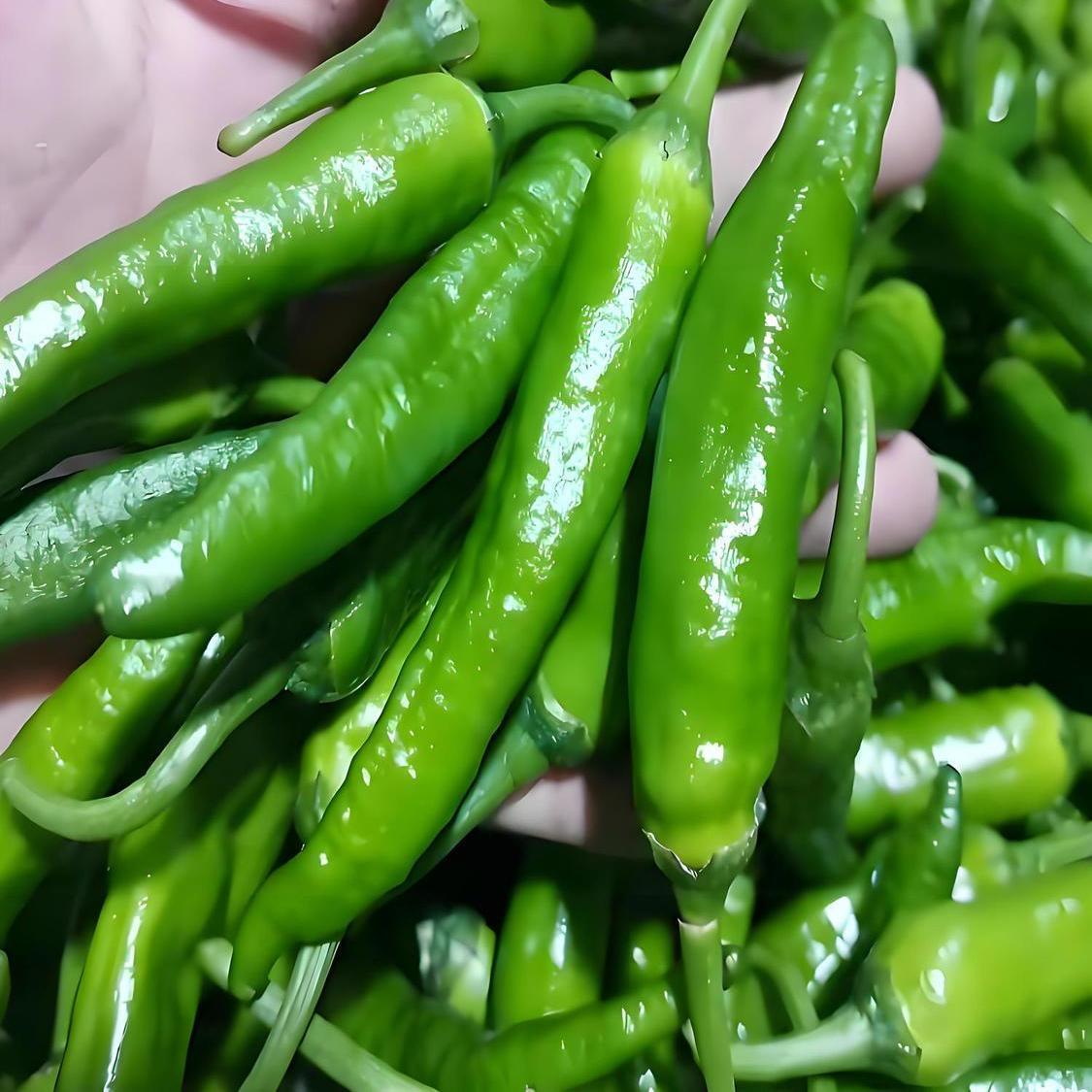 东北农村小园辣妹子，黑土地农家肥种植