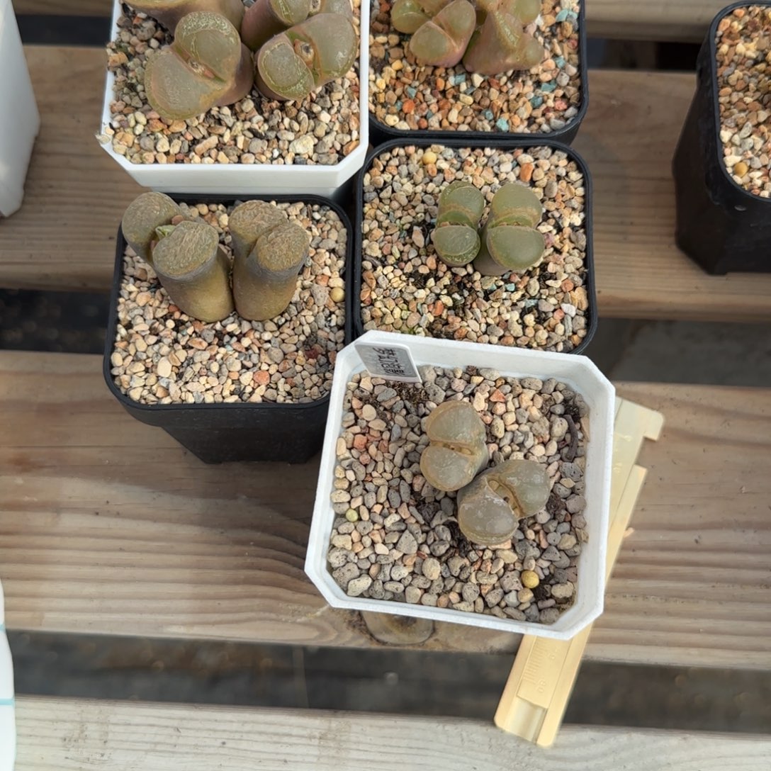 @***感多肉植物风铃一组136号