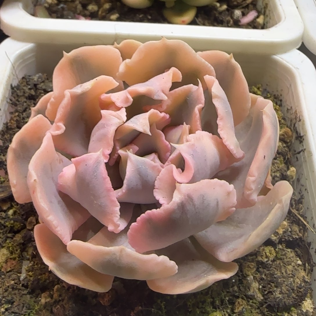 利比里亚锦 多肉植物