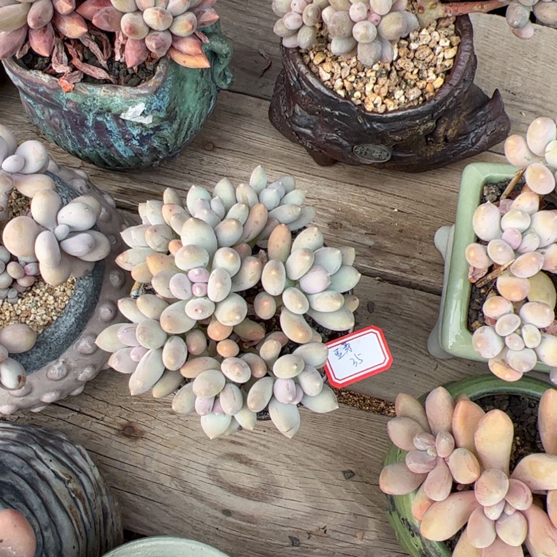 豆****多肉植物多植物多肉