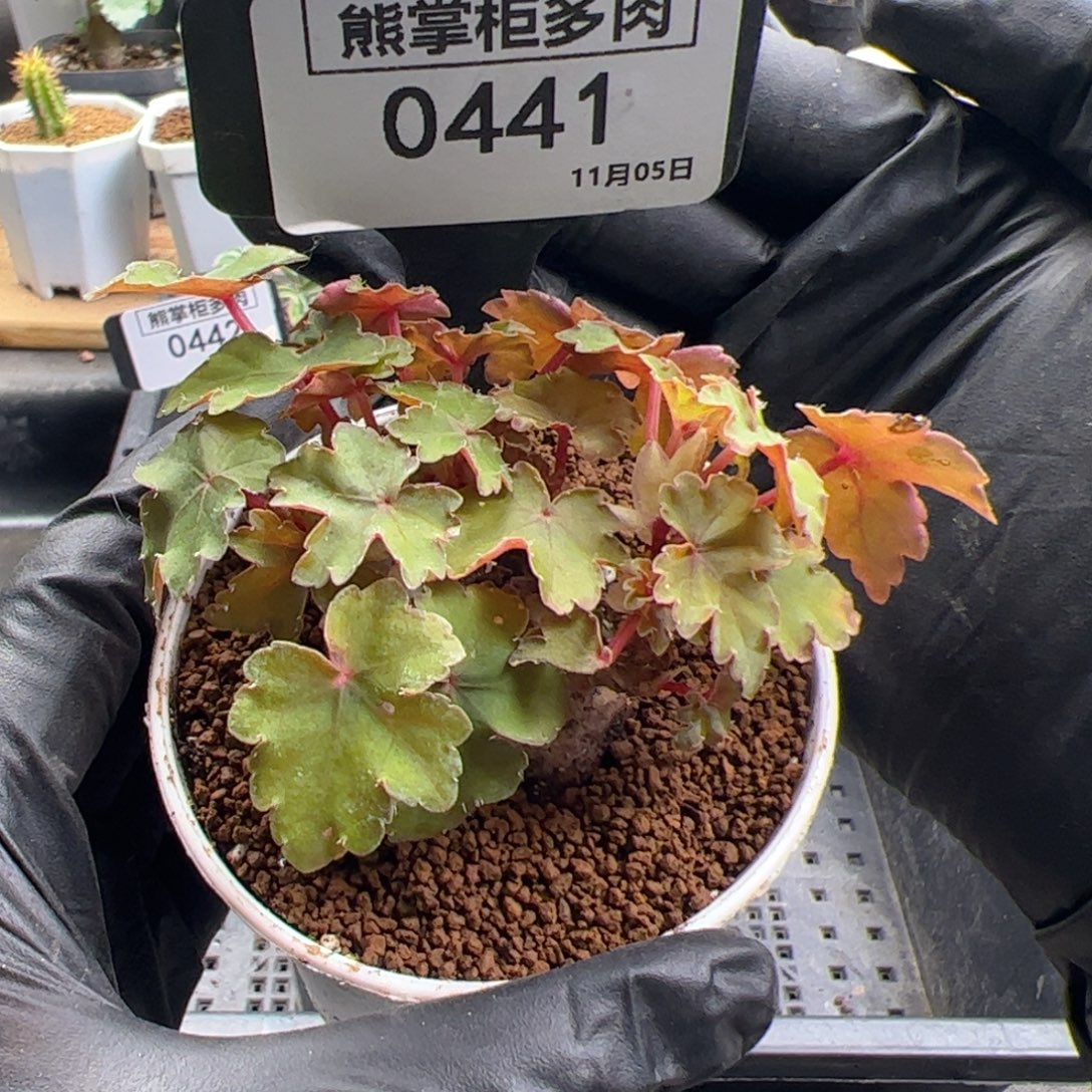 *****0441-开普敦秋海棠带盆土