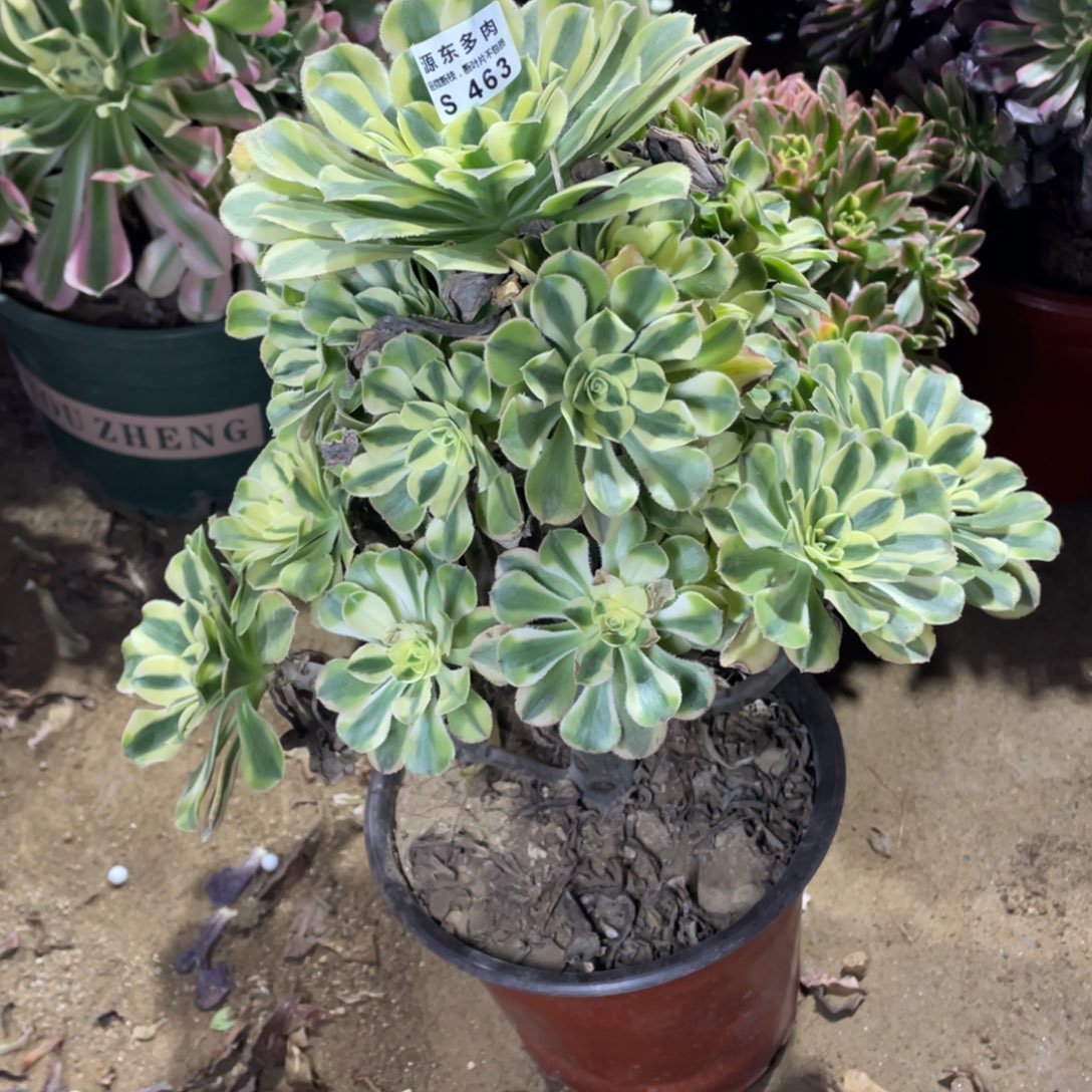 463白兰地多肉法师断枝不包