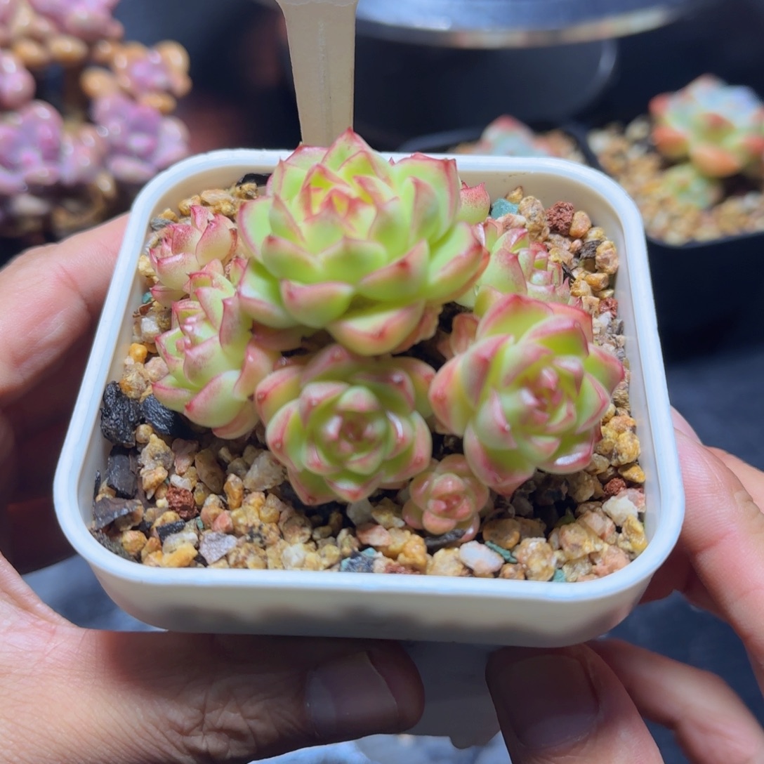 柠檬3080胭脂女王一颗