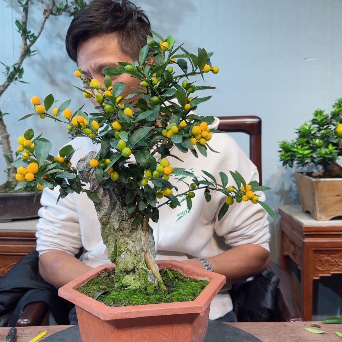 少量花朵（建议范围：2朵-5朵 或40%以下）喜****庄