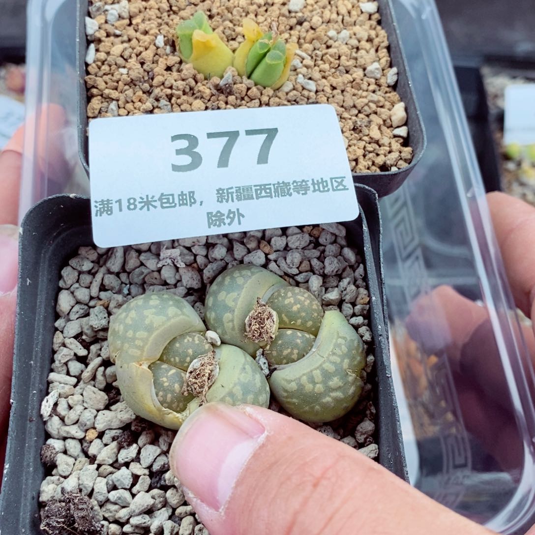 我的小姐姐们都是我377